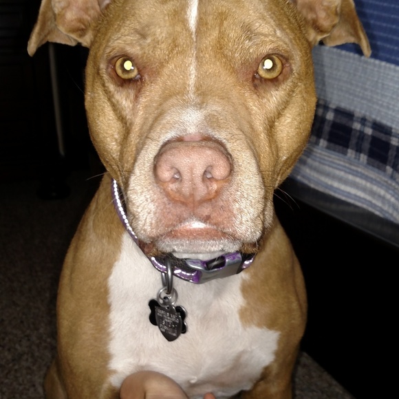 Raja's Den - Picture 4 of 8